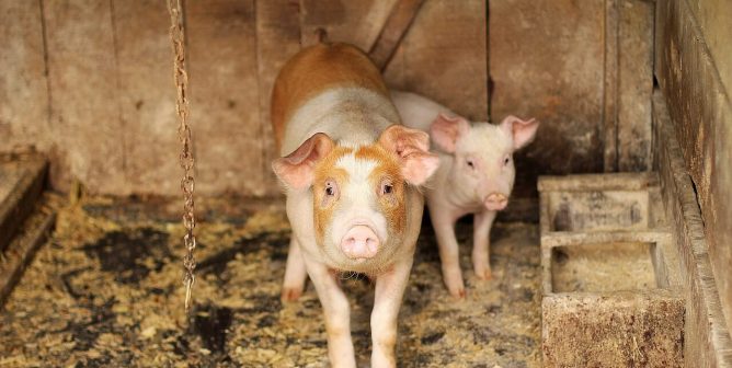 Action Alert Save Americans With >> Action Alerts Peta Action Alert Save Americans With >> Action Alerts Peta