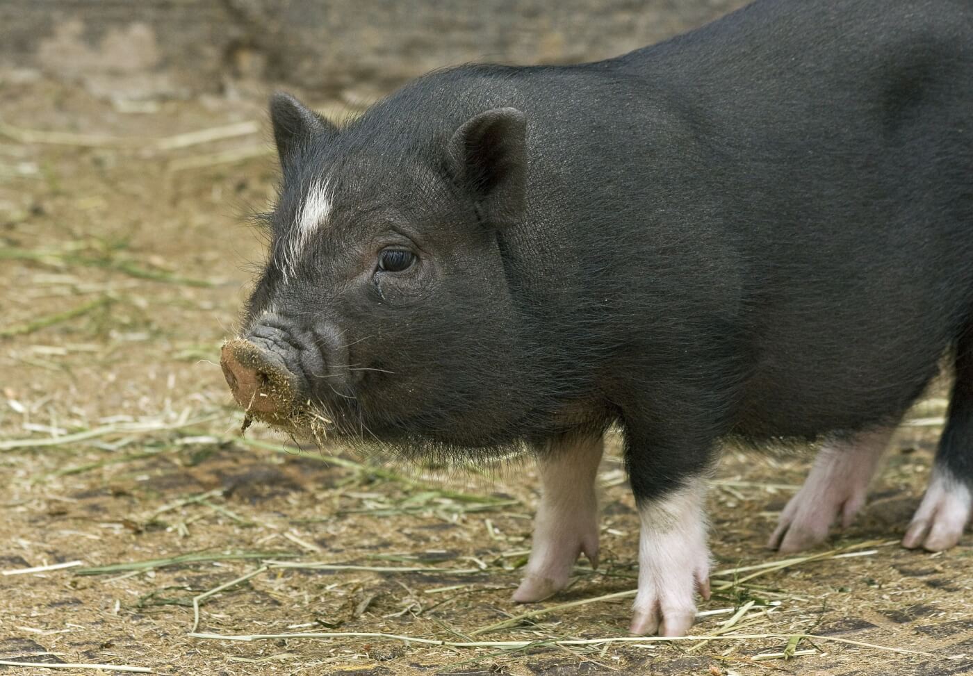 Teacup' Pig | PETA