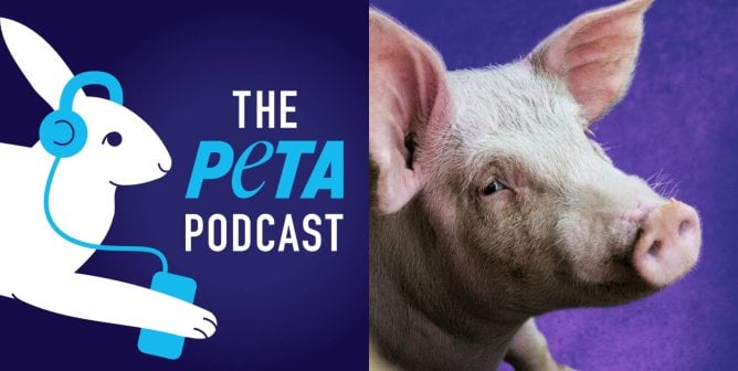 PETA podcast logo and photo of sad pig