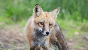 The Fur Industry