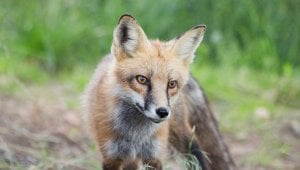 VICTORY: Kering Is Going Fur-Free!