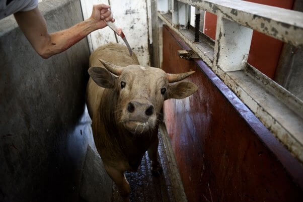 A cow used for meat is nearly stabbed in the spine