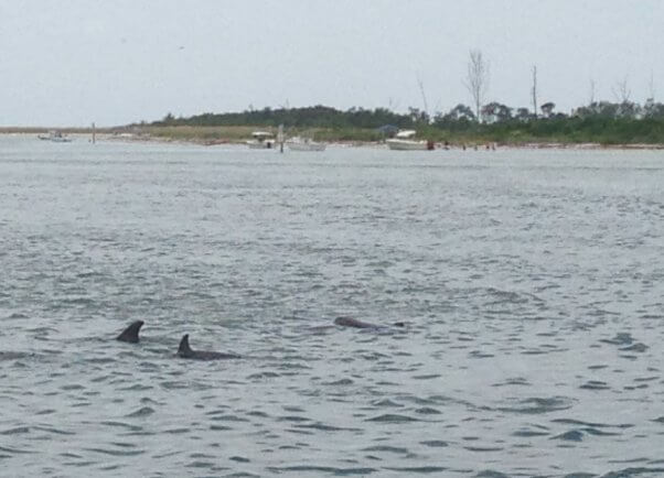 wild dolphins near the beach in Florida