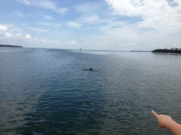 wild dolphins off the coast in Florida