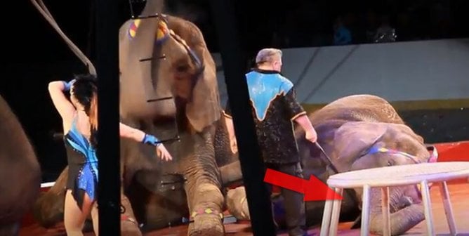 Shrine Circuses: Where Animal Exploitation Takes Center Ring