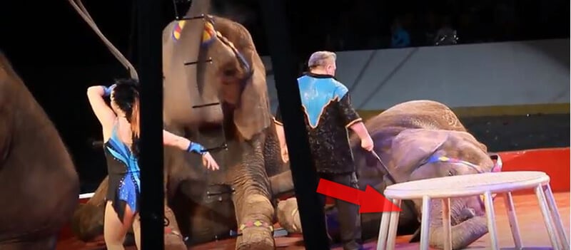 ENT shrine circus ele screenshot2 NC PO DB Dear Shriners: Circuses Are for Clowns, Not Animals