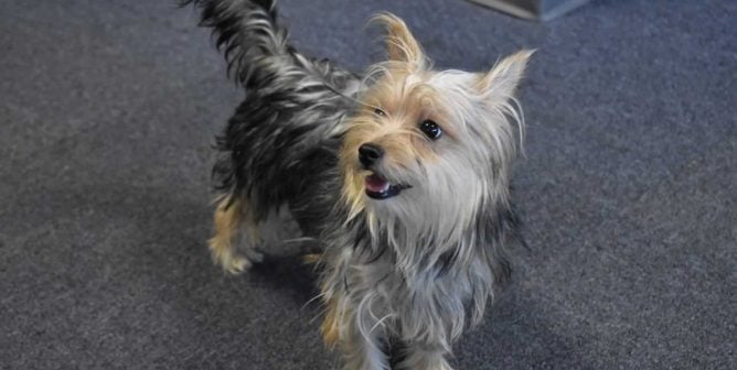 Fiona, a Maltese/Yorkshire mix available for adoption