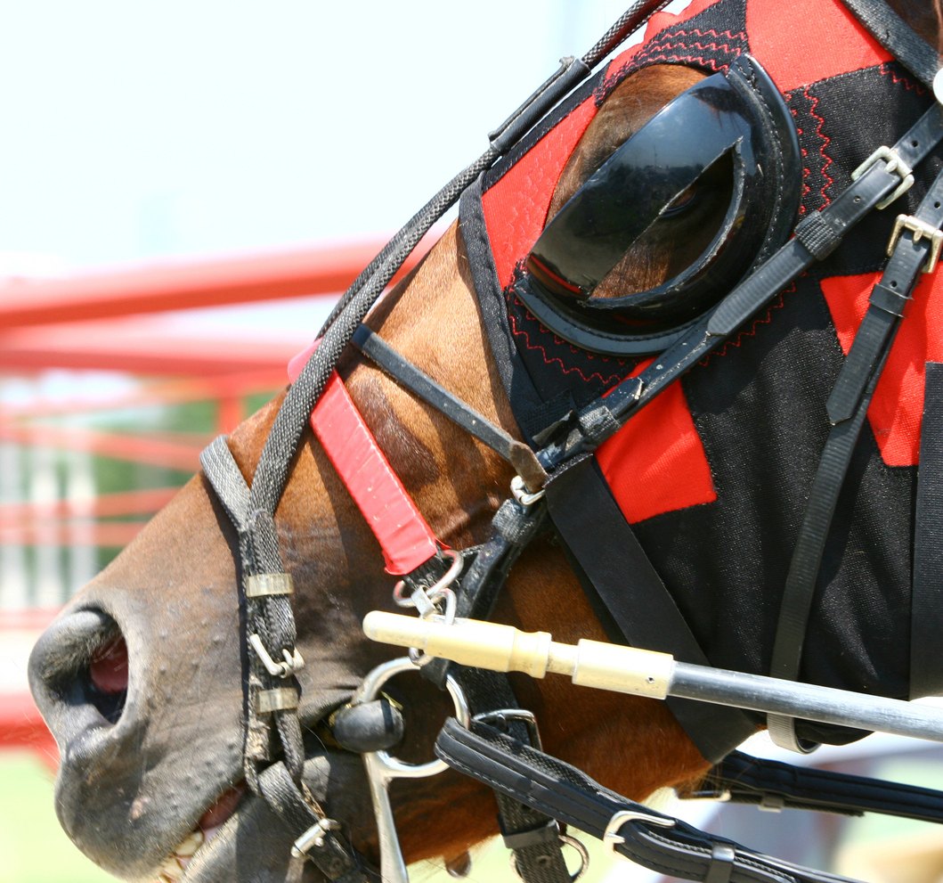 California Horse Racing Board to Pay Up in ‘Justify’ Case PETA