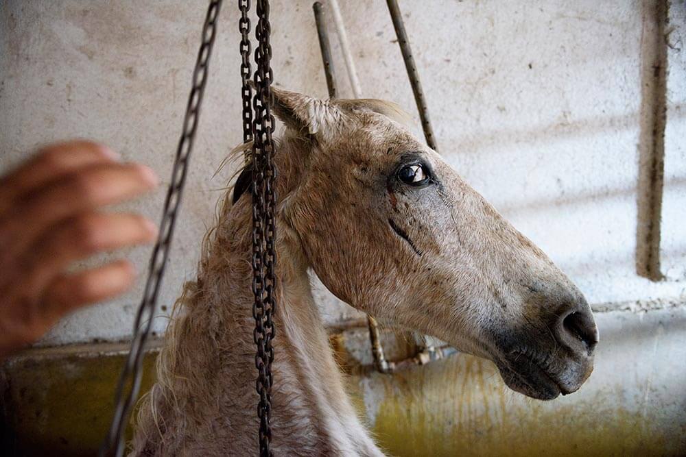 Eyewitness Report Unimaginable Misery in Mexican Slaughterhouses PETA