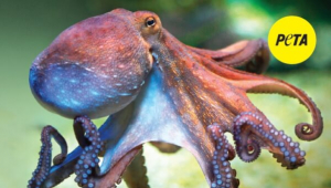 I’m Me, Not Meat (Octopus)