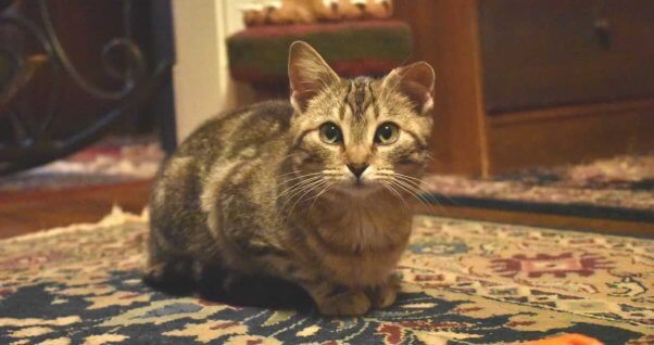 Tabby cat with torn ear lying on rug