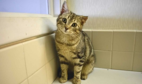 Cute tabby kitten with torn ear sitting next to window