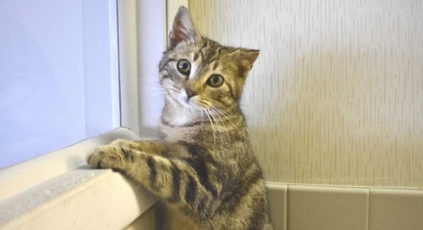 Cute kitten with torn ear looking out window