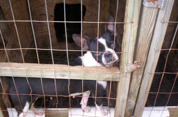 Boston terrier in small dirty enclosure