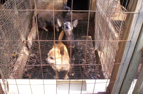 Three small dogs in tiny wire enclosure