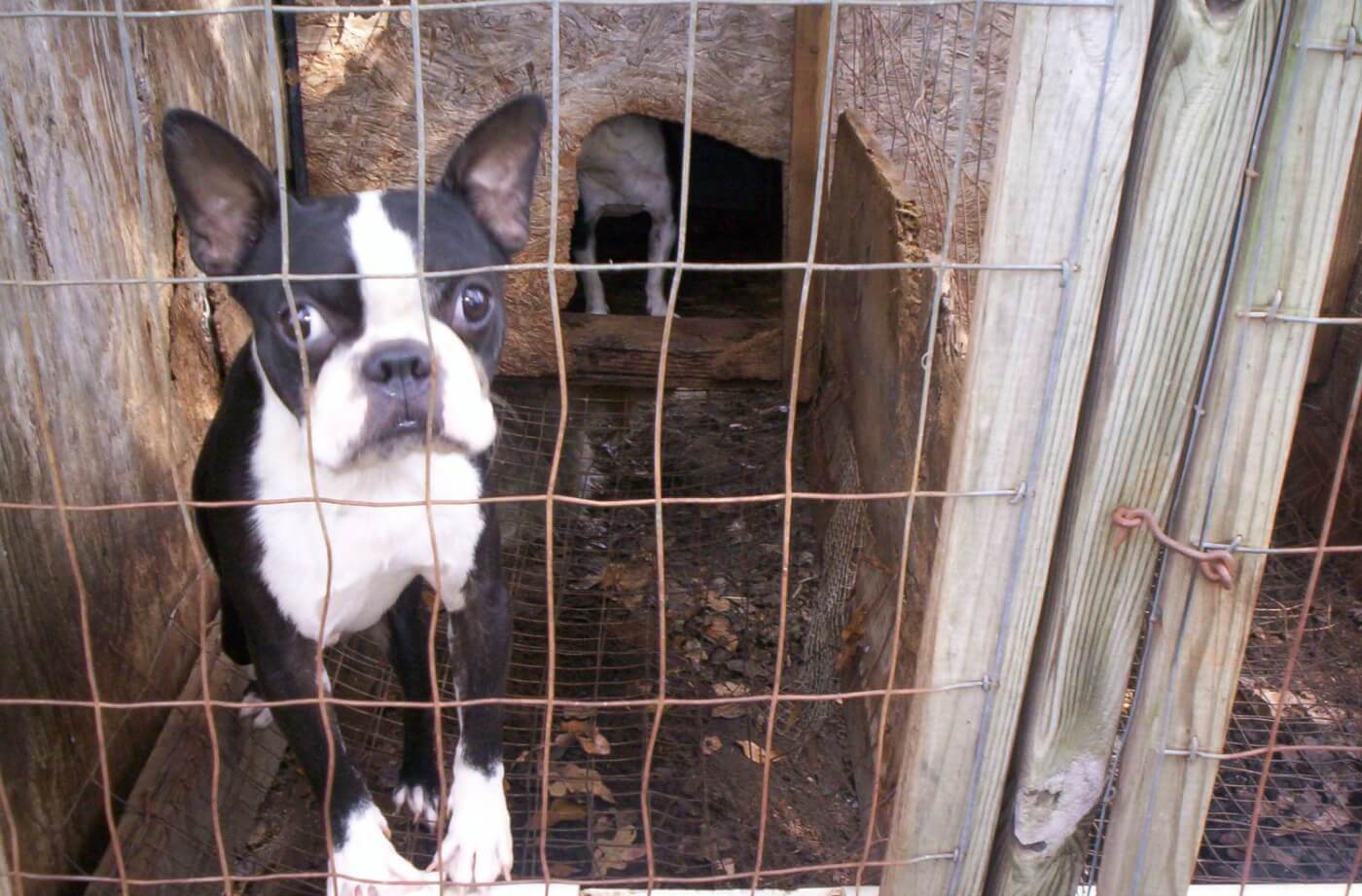 Boston terrier in small dirty enclosure