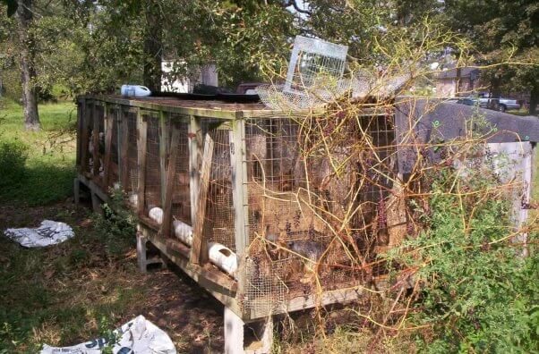 Filthy, broken-down enclosures at puppy mill