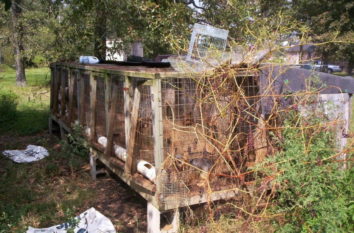 Filthy, broken-down enclosures at puppy mill