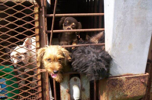 Dogs looking out of small uncomfortable enclosures