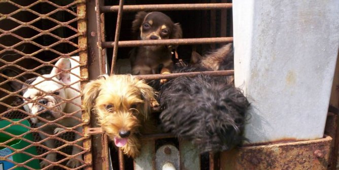 Dogs looking out of small uncomfortable enclosures