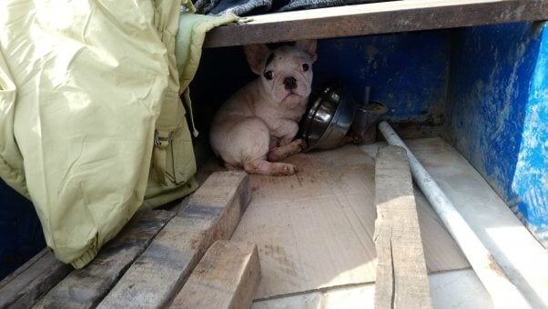 Small white dog huddled in back of enclosure with what appears to be an empty bowl