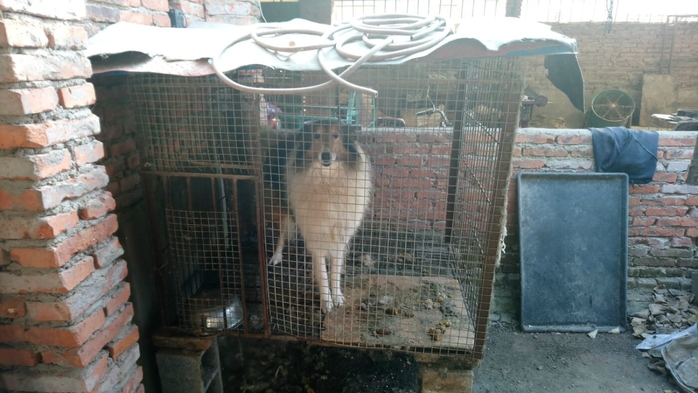 Collie in small cage at puppy mill