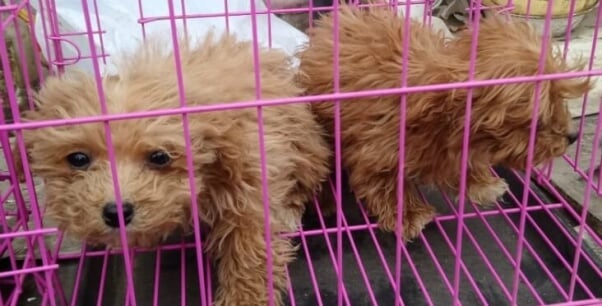 Two small dogs in wire crate at puppy mill