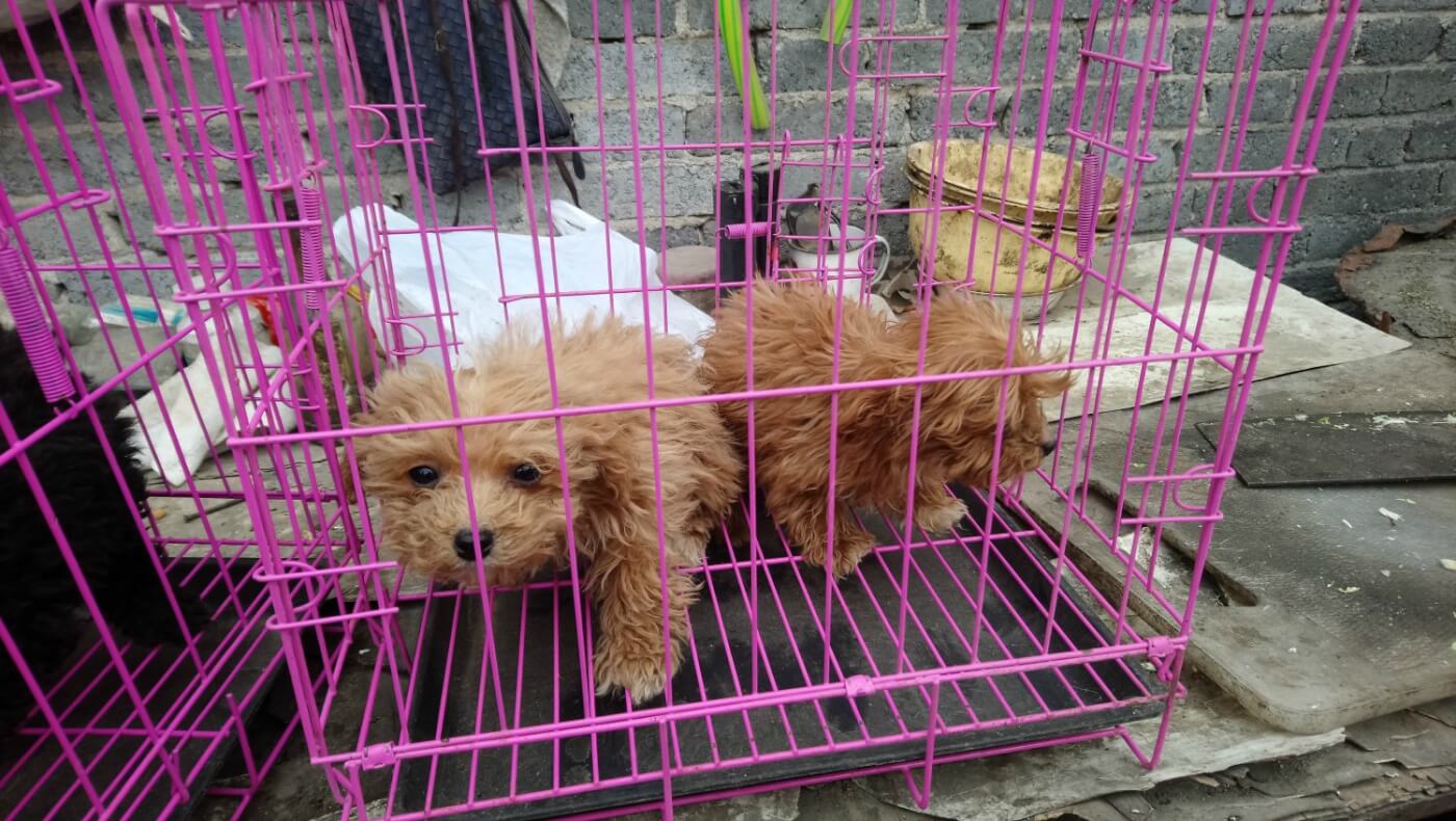 what are the effects of puppy mills