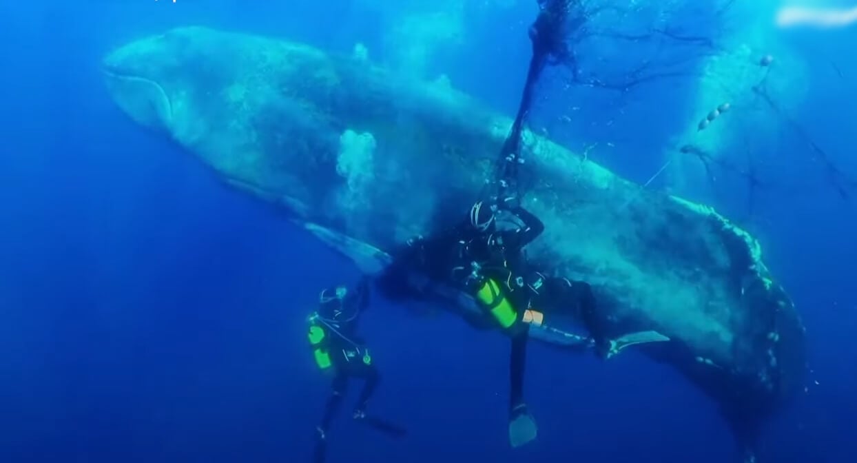 VIDEO: Rescue Divers Save Whale Trapped in Net | PETA VIDEO: Rescue Divers Save Whale Trapped in Net | PETA