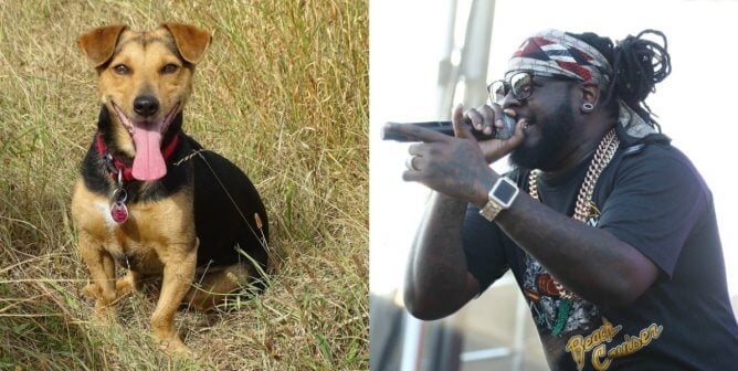 t-pain collage dog
