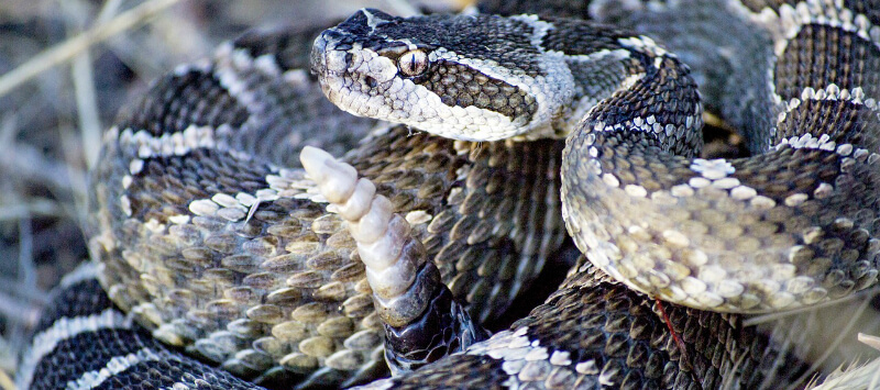 Snakes Tortured in Horrifying Texas Festival: Speak Out Now! | PETA
