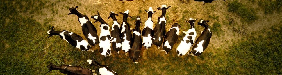 A group of cows photographed from above