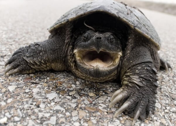 idaho teacher reportedly feeds puppy to snapping turtle