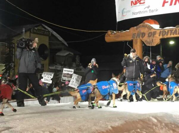 PETA protesters hold signs at finish line of Iditarod as a team of dogs arrives