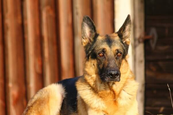 german shepherd against a rust-colored wall