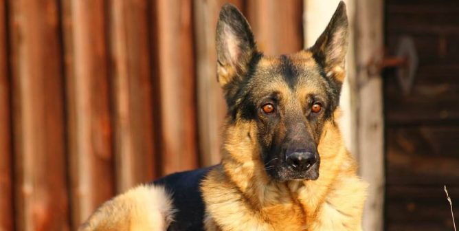 german shepherd against a rust-colored wall