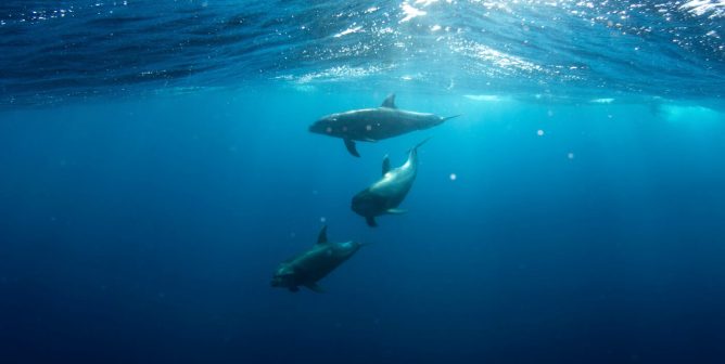 Detergent Brand Earth Breeze Scrubs Exploited Animals From Ads After PETA’s Plea
