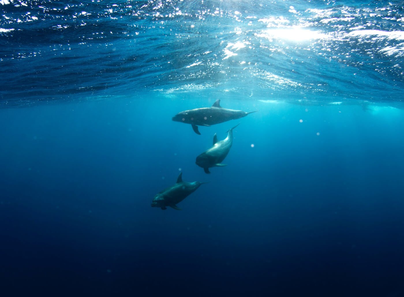 blue ocean, three dolphins