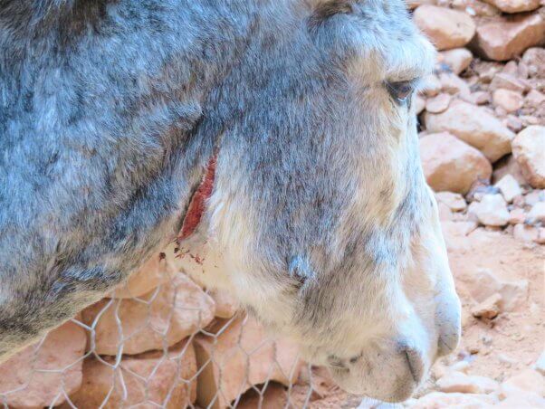 gash on animal in Petra