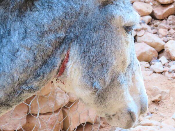 gash on animal in Petra