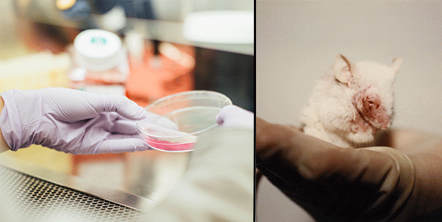 research project alternatives to animal testing