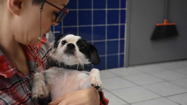 Small black-and-white dog being held by woman