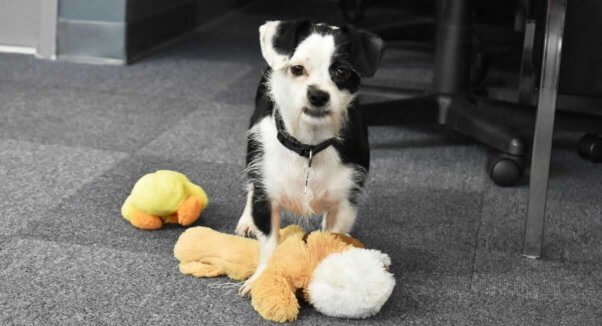 Small black-and-white dog with toys