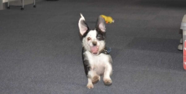 Happy black-and-white dog running