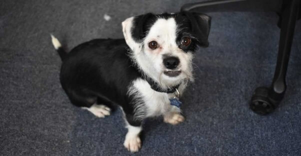 Close-up of cute little dog with underbite