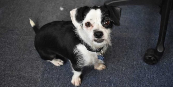 Close-up of cute little dog with underbite