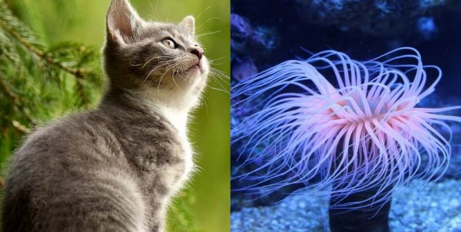 We Are All Animals: Comparative Anatomy With a Compassionate Twist