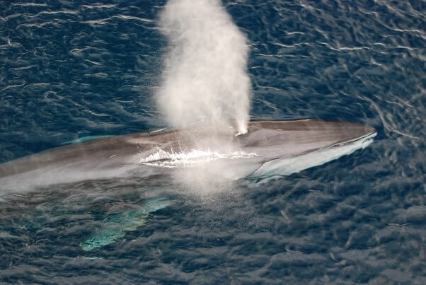Fin Whale blowing off the California coast