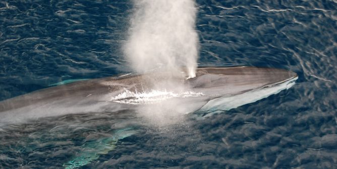 Fin Whales to Be Hunted in Iceland Again—Help End This!