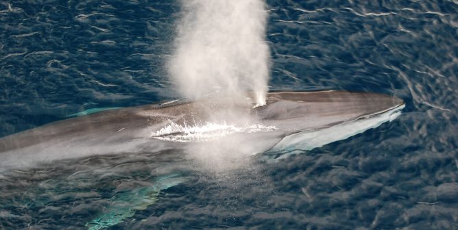 Fin Whale blowing off the California coast